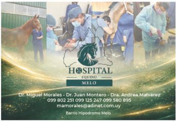 HOSPITAL EQUINO - MELO