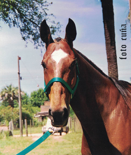 Indio
